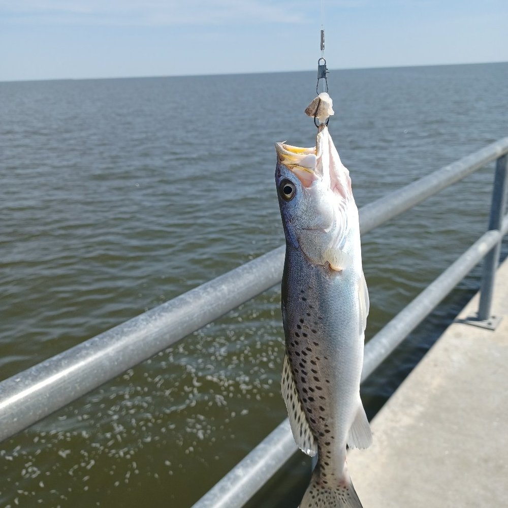 Meet your Posher, Amos